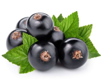 Obrázek RIBES NERO 2 x 3 kg